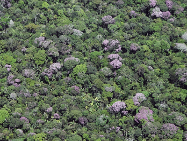 Após quatro anos em queda, desmatamento em Mato Grosso volta a crescer