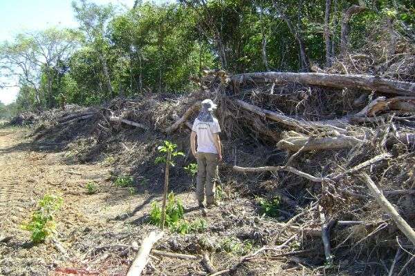 Desmatamento cresce 152% em Mato Grosso após dois anos de queda