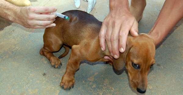 Secretaria de Saúde realiza vacinação antirrábica animal em Aripuanã