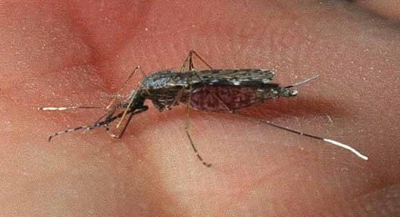 SES divulga alerta aos municípios para diagnóstico e tratamento de malária