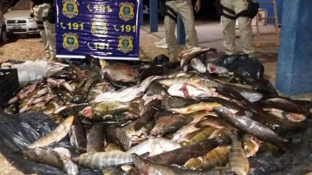 PRF apreende cerca de 500 kg de pescado ilegal