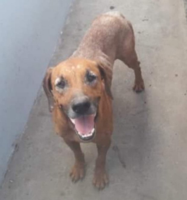  Menino leva 42 pontos na cabeça após ser atacado por cachorro