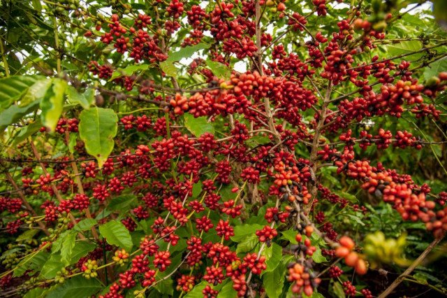 Produtividade de café bate recorde nos municípios de Colniza e Nova Santa Helena em MT