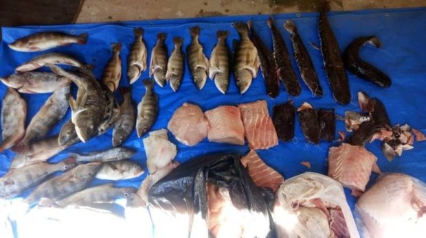 Mais de 80 quilos de pescado irregular são apreendidos em São Félix do Araguaia