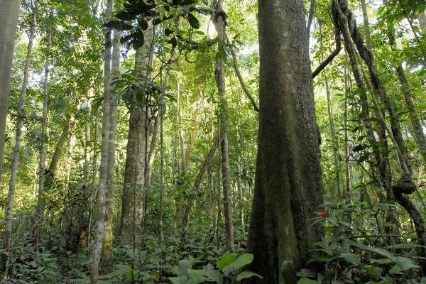 Sema abre inscrições para o 10º Curso de Manejo Florestal Sustentável