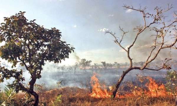 Mato Grosso inicia período proibitivo com 5,6 mil focos de calor