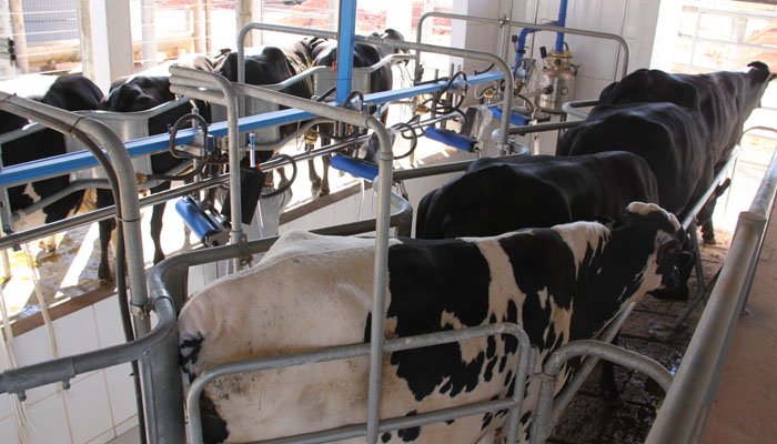 Mato Grosso prepara criação do conselho do leite para fomentar cadeira