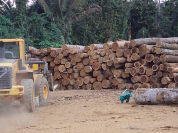 Governo sanciona lei que dará agilidade ao manejo florestal