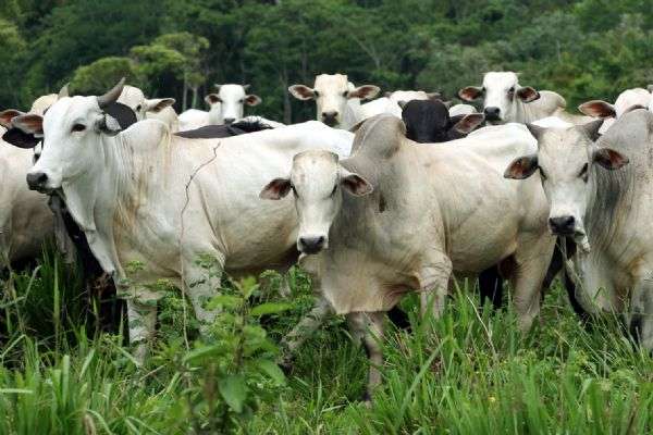 Mais de 2 mil cabeças de gado são vendidas na Parecis SuperAgro