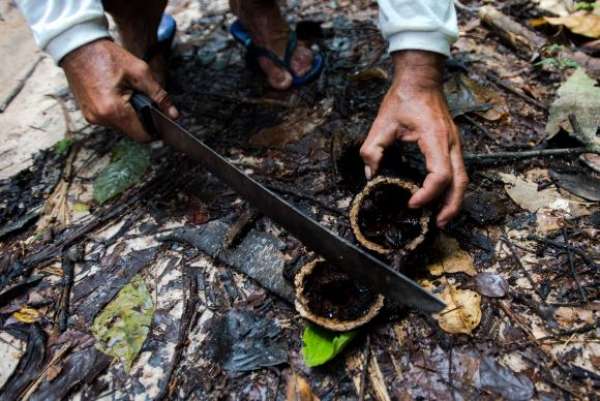 Juruena(MT) – Amazônia ameaçada: assentados trocam madeira por renda sustentável em reserva