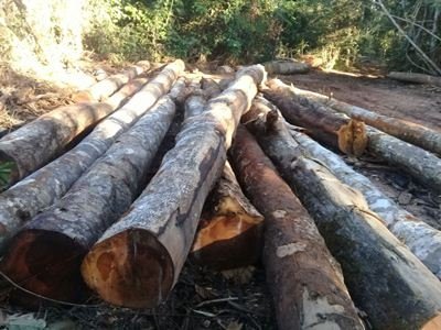 Polícia Civil prende homem acusado de furtar madeira em MT