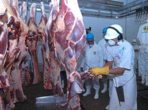 MT reduz em 25% destinação de gado para abate em outros Estados
