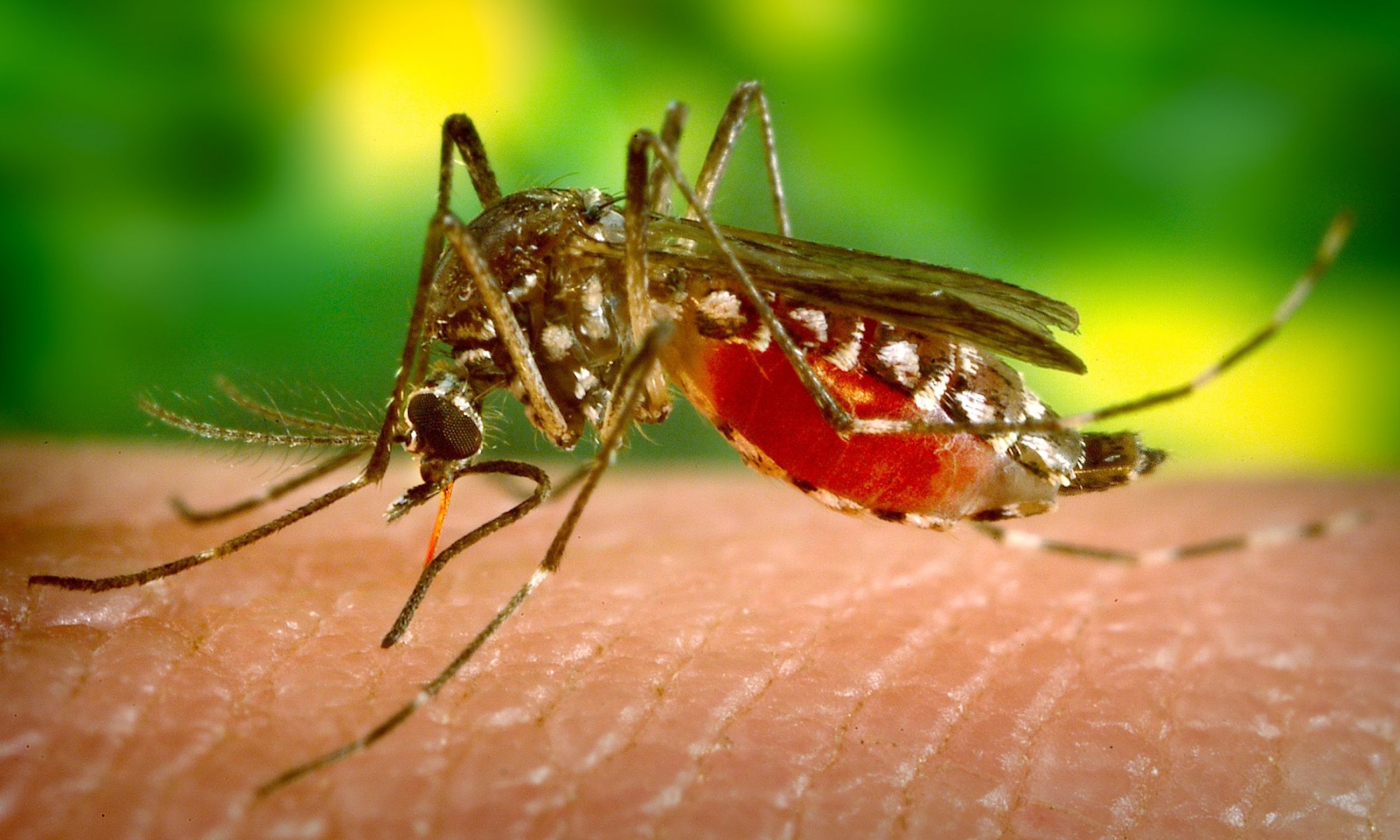 65% dos casos de malária registrados em MT ocorreram em áreas de garimpo