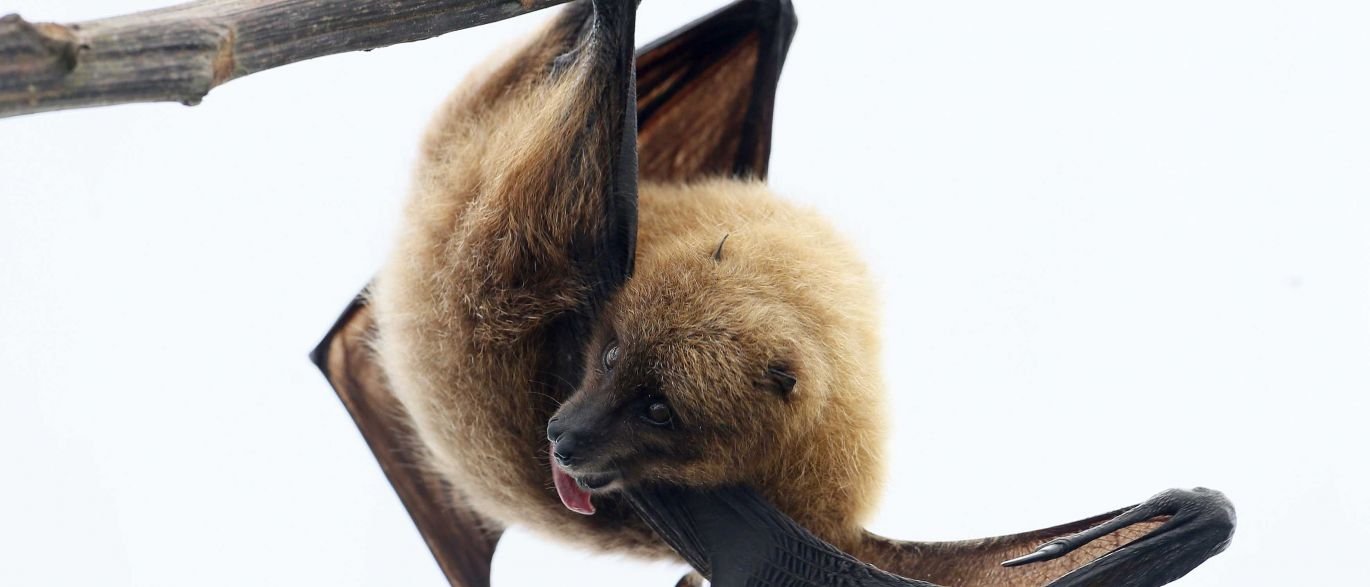 Morcegos mudam hábito e se alimentam de sangue humano 