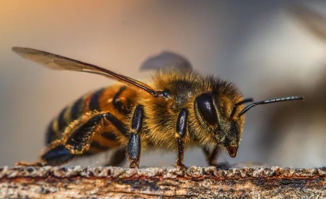 Mato Grosso: Homem é atacado por enxame de abelhas e morre em fazenda