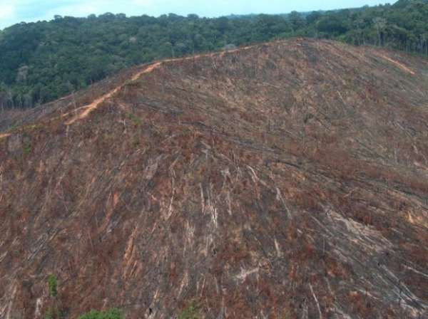 Ex-gerente do Ibama de Sinop dava cobertura ao maior desmatador da Amazônia