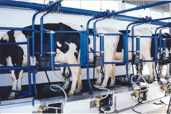 Produtores de Colniza são capacitados em ordenha higiênica e qualidade leiteira