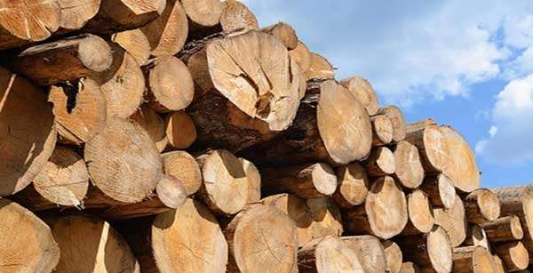 Sema apreende 4,9 mil m³ de madeira irregular em 4 meses