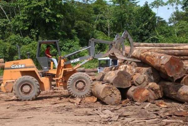 Dez maiores multas por desmatamento somam R$ 260 milhões, diz Greenpeace