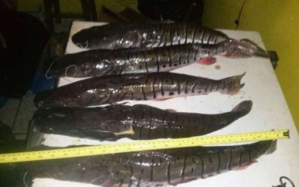 Fiscalização apreende 153 kg de pescado irregular