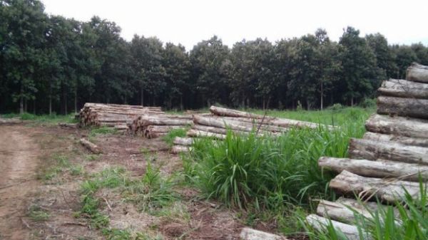 Dema fiscaliza área de reflorestamento e apreende 3 carretas com madeira Teca