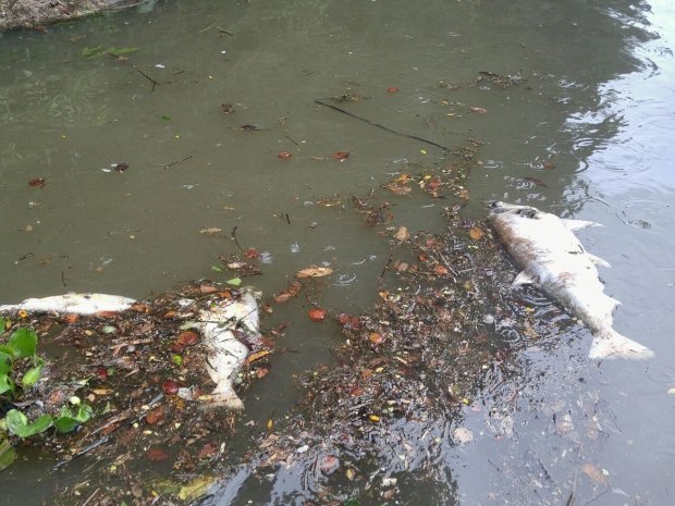 Mortandade de peixes no Rio Teles Pires preocupa pescadores