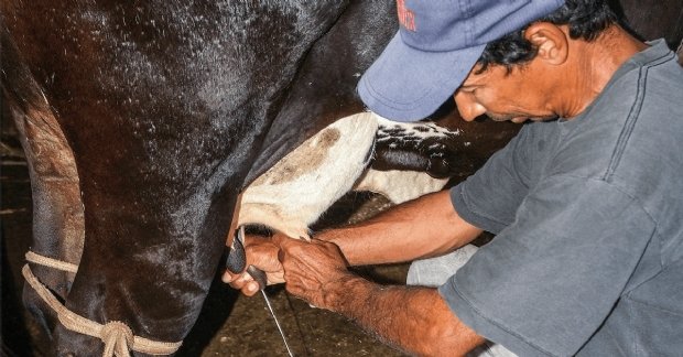 Produtores rurais fazem "greve do leite" e paralisam entregas para laticínios em MT