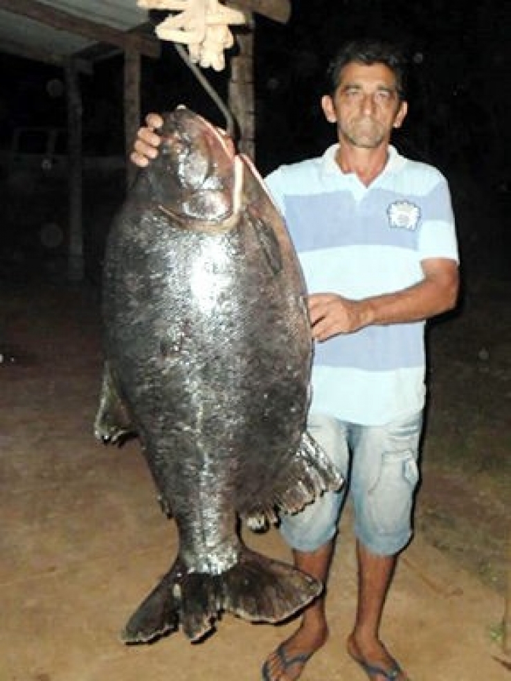 Pescador pega peixe de 46 kg em MT e biólogos tentam identificar espécie