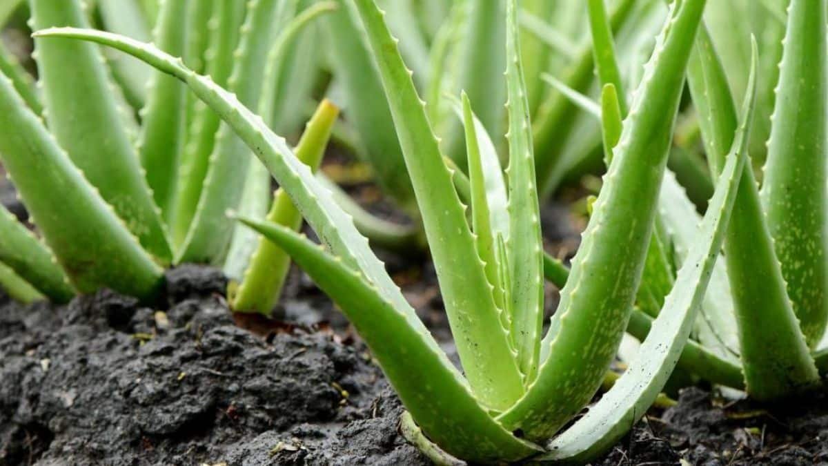 Plantas podem trocar sinais elétricos subterrâneos, sugere estudos