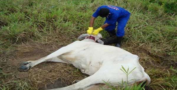 Indea identifica novo foco da Raiva Bovina em fazenda em MT; Cerca de 60 animais já morreram