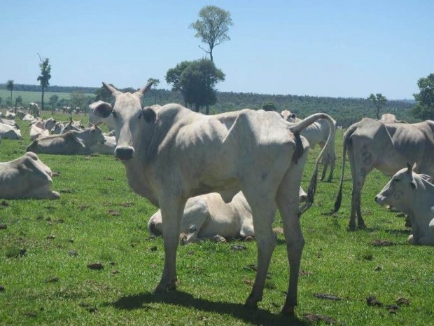 Indea notifica dona de propriedade por maus tratos a gado