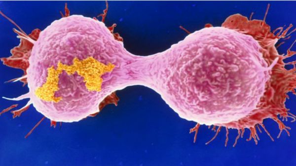 Cientistas transformam célula do câncer em imunológica