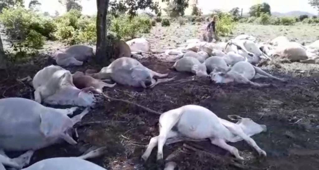 Raio mata mais de 50 cabeças de gado em propriedade rural de MT
