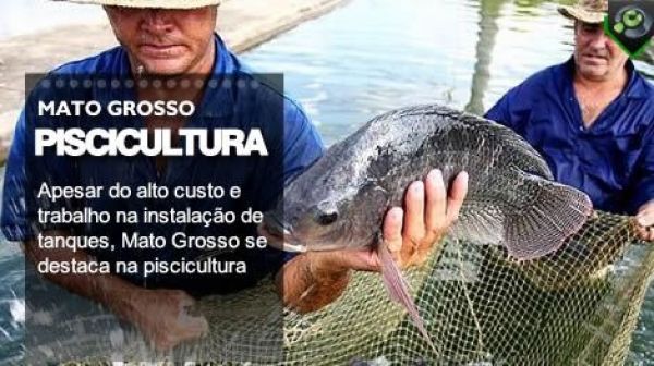 Apesar do alto custo e trabalho na instalação de tanques, Mato Grosso se destaca na piscicultura