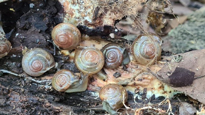 Caracol invasor que poderia causar meningite se espalha por Mato Grosso e 10 estados brasileiros