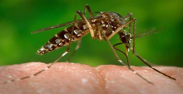 Município de Vera registra o primeiro caso de zika vírus