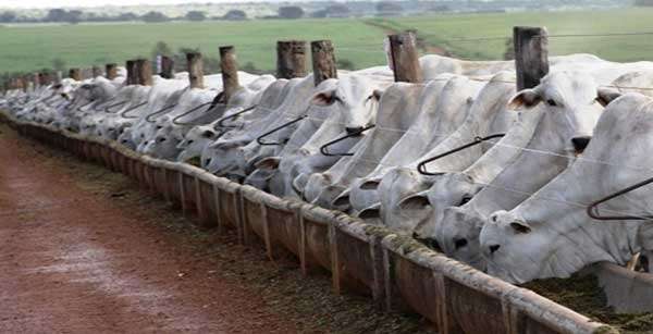 Aumenta entrega para abate de bovinos terminados em confinamento