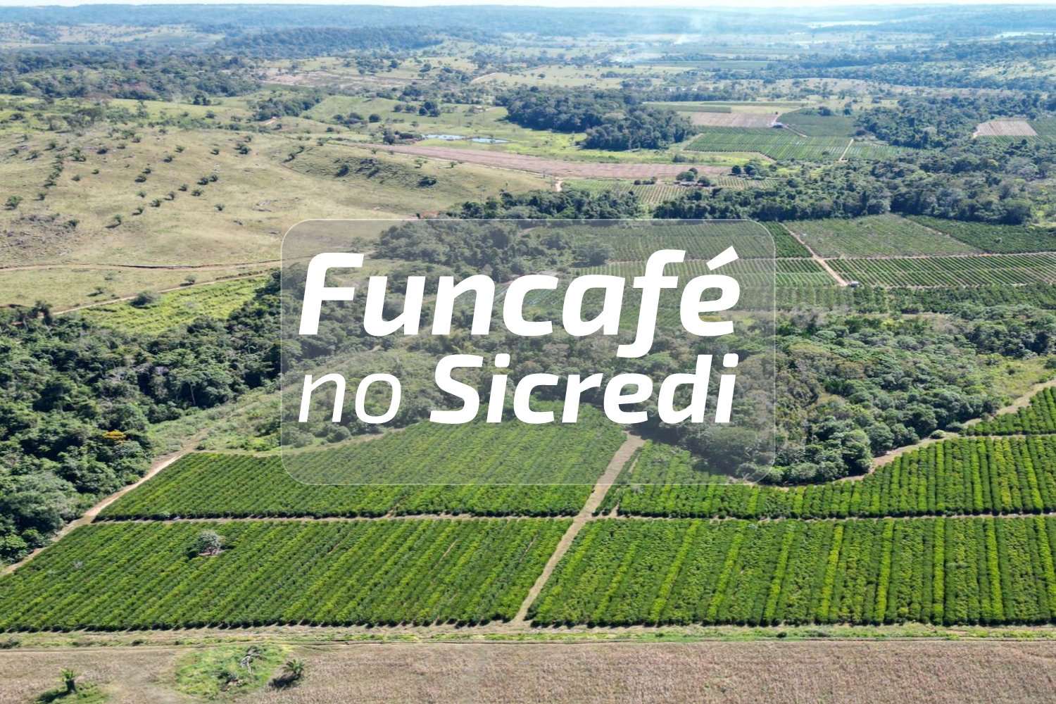 Cafeicultura: Veja como acessar os recursos do Funcafé através do Sicredi em Rondônia e Mato Grosso
