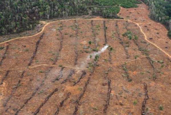 Mato Grosso diminui 10% da área de exploração ilegal