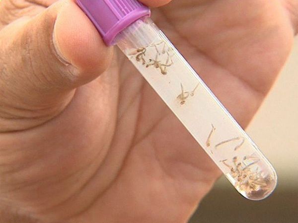 MT: Número de casos de dengue cai 78% neste ano no estado