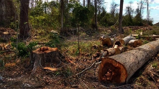Trabalhador é condenado por desmatar terra indígena ao entrar com ação após ser atingido por tronco em MT