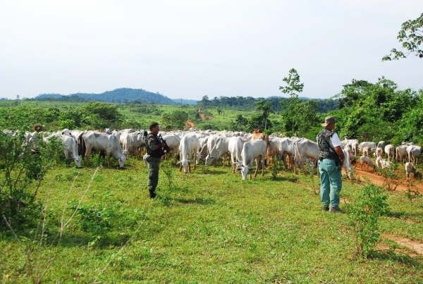 Quadrilha de furto de gado é presa em operação conjunta da Polícia Civil em MT
