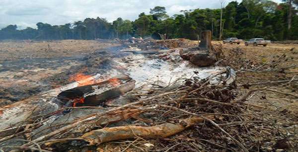 Ibama multa e embarga dois mil hectares no Pará