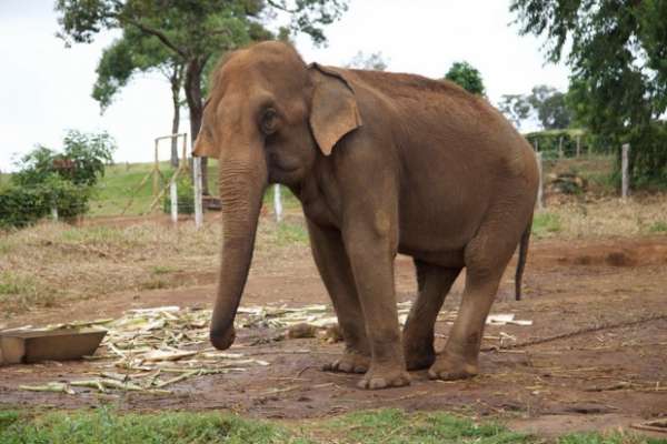 Sema licencia primeiro santuário de elefantes da América Latina