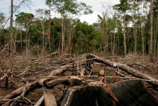 Desmatamento aumenta 19% no mês de maio em Mato Grosso, segundo Imazon