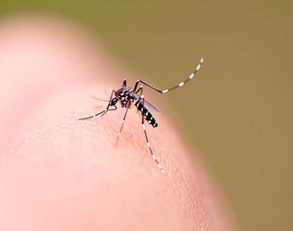 Mato Grosso registra quase 26 mil casos de dengue
