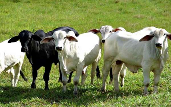 Aprovação da lei que aumenta a pena para furto de gado é considerada uma conquista do produtor rural