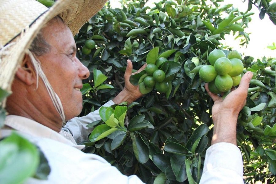 Agricultor investe no cultivo de limão; a expectativa é colher 80 toneladas em um ano