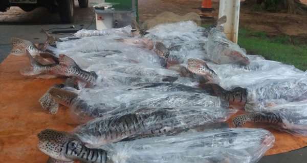 152 kg de pescado irregular são apreendidos em residência