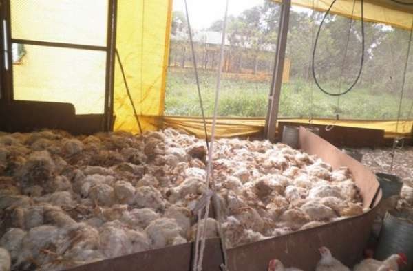 Seis mil frangos morrem após incêndio destruir parte de granja em MT